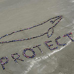 2007 - The Migrating Human Whale Project