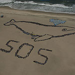2007 - The Migrating Human Whale Project