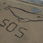 2007 - The Migrating Human Whale Project