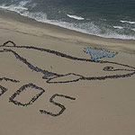 2007 - The Migrating Human Whale Project