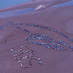 2007 - The Migrating Human Whale Project
