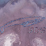 2007 - The Migrating Human Whale Project