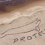 2007 - The Migrating Human Whale Project